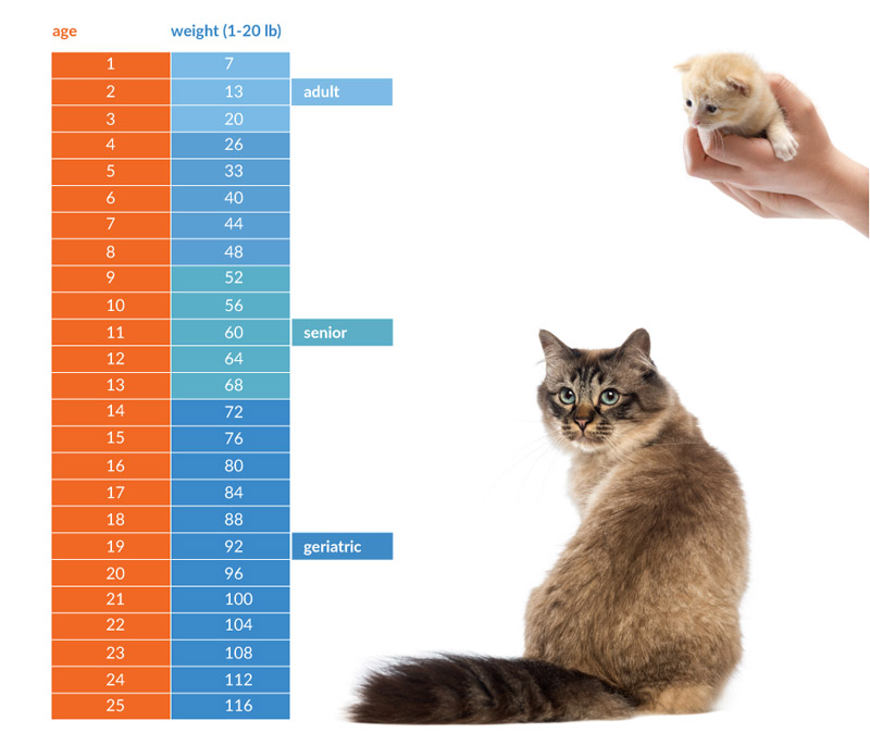 age chart cats v3