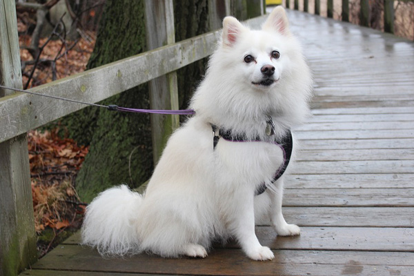american eskimo
