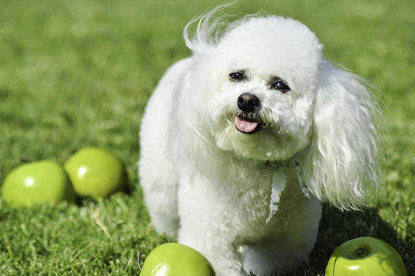 bichon frise