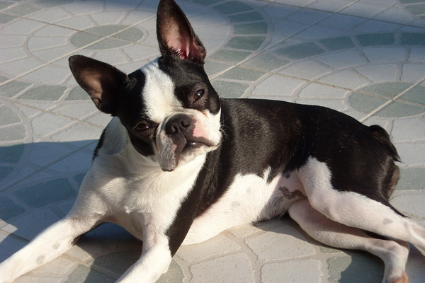 boston terrier