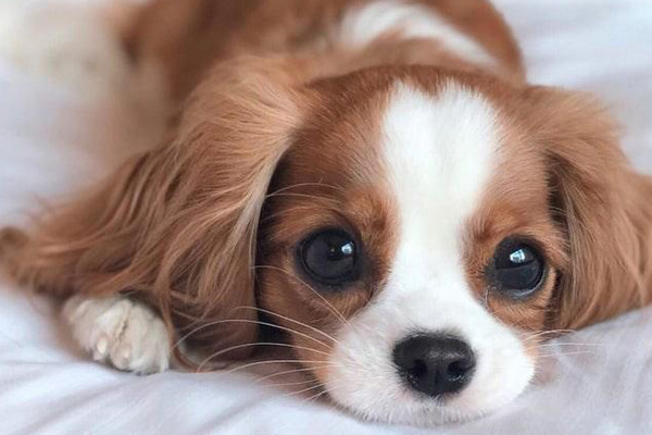Cavalier King Charles Spaniel