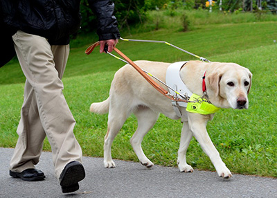 Σκύλος οδηγός