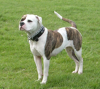 American Bulldog