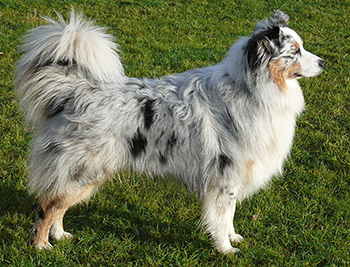Australian Shepherd
