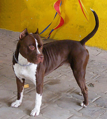 american pitbull