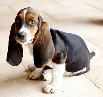 basset