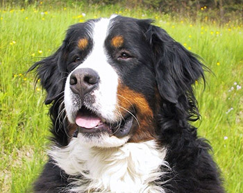 bernese