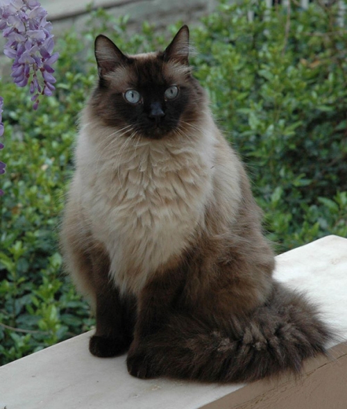 Χάθηκε γάτος, Χαλάνδρι