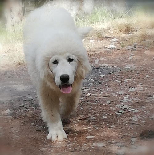 Χαθηκε-κλαπηκε