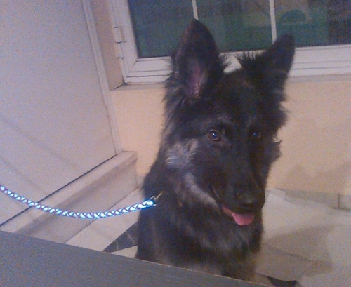 Χάθηκε σκύλος, Πάτρα