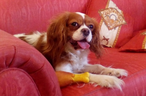 Χάθηκε θηλυκό Κίνγκ Τσαρλς, Παγκράτι