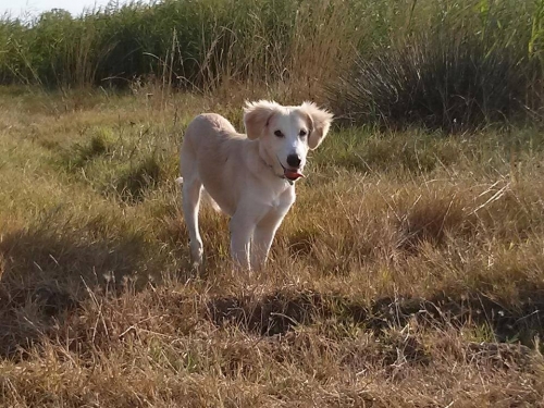 &Chi;ά&theta;&eta;&kappa;&epsilon; &Sigma;&kappa;ύ&lambda;&omicron;&sigmaf;, &sigma;&tau;&alpha; &Nu;έ&alpha; &Rho;ό&delta;&alpha; &Chi;&alpha;&lambda;&kappa;&iota;&delta;&iota;&kappa;ή&sigmaf;