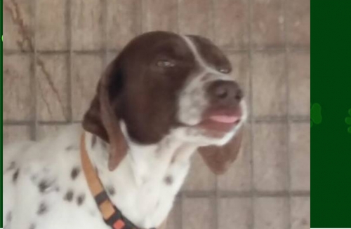 &Chi;ά&theta;&eta;&kappa;&epsilon; &Sigma;&kappa;ύ&lambda;&omicron;&sigmaf;, &alpha;&rho;&sigma;&epsilon;&nu;&iota;&kappa;ό &Pi;ό&iota;&nu;&tau;&epsilon;&rho;, &Kappa;ύ&pi;&rho;&omicron;&sigmaf;