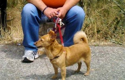 &Chi;ά&theta;&eta;&kappa;&epsilon; &Sigma;&kappa;ύ&lambda;&omicron;&sigmaf;, &Theta;&eta;&lambda;&upsilon;&kappa;ό &mu;&iota;&kappa;&rho;ό&sigma;&omega;&mu;&omicron;, &Pi;&epsilon;&tau;&rho;&omicron;ύ&pi;&omicron;&lambda;&eta;