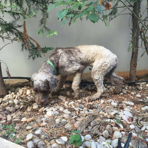 &Chi;ά&theta;&eta;&kappa;&epsilon; &gamma;&kappa;&rho;&iota; &alpha;&rho;&sigma;&epsilon;&nu;&iota;&kappa;ό &sigma;&kappa;&upsilon;&lambda;ά&kappa;&iota;, &Lambda;&epsilon;&pi;&tau;&omicron;&kappa;&alpha;&rho;&upsilon;ά