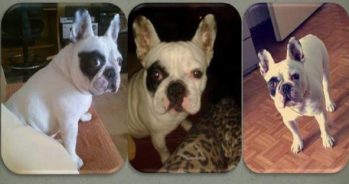 &Chi;ά&theta;&eta;&kappa;&epsilon; &Gamma;&alpha;&lambda;&lambda;&iota;&kappa;ό &Mu;&pi;&omicron;&upsilon;&lambda;&nu;&tau;ό&gamma;&kappa;, &Nu;. &Sigma;&mu;ύ&rho;&nu;&eta;