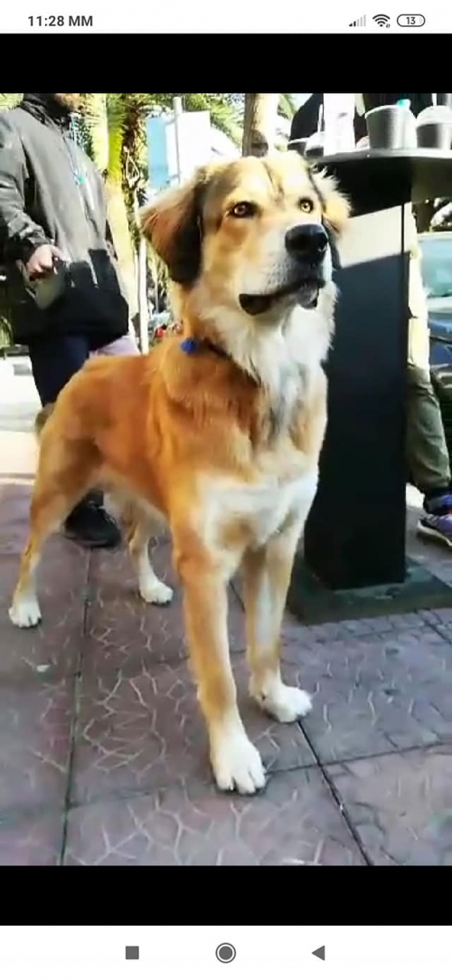 ΧΑΘΗΚΕ Ο ΣΙΜΠΑ ΣΤΗΝ ΑΓΙΑ ΠΑΡΑΣΚΕΥΗ (ισως εχει κλαπεί)