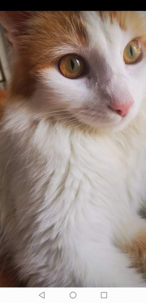 Χαθηκε αρσενικος γατος στον Ευόσμο