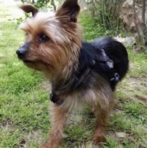 Βρέθηκε Γιορκσάιρ Τερρίε, Εκάλη