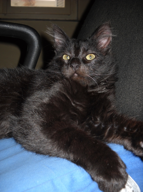 ΧΑΘΗΚΕ ΜΑΥΡΗ ΓΑΤΟΥΛΑ ΚΟΝΤΑ ΣΤΗ ΔΡΑΚΕΙΑ ΠΗΛΙΟΥ