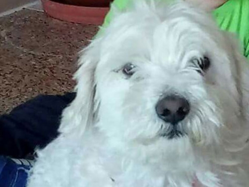 &Chi;ά&theta;&eta;&kappa;&epsilon; &lambda;&epsilon;&upsilon;&kappa;ό &Mu;&alpha;&lambda;&tau;έ&zeta;, &Rho;ό&delta;&omicron;&sigmaf;