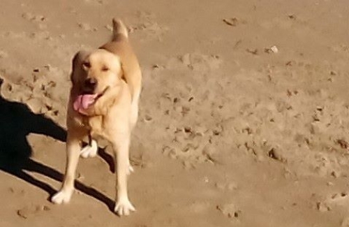 &Chi;ά&theta;&eta;&kappa;&epsilon; &mu;&pi;&epsilon;&zeta; &Lambda;ά&mu;&pi;&rho;&alpha;&nu;&tau;&omicron;&rho;, &Chi;&alpha;&nu;&iota;ά