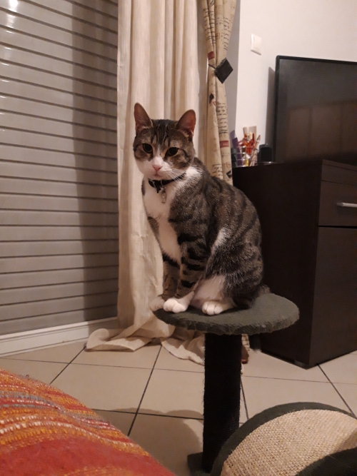 Χάθηκε Γάτα στο Γαλάτσι-Καραγιαννέικα.