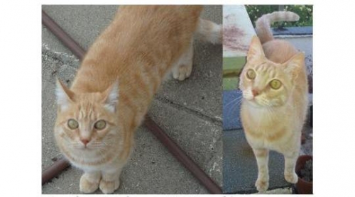 &Chi;ά&theta;&eta;&kappa;&epsilon; &Tau;&iota;&gamma;&rho;έ &mu;&pi;&epsilon;&zeta; &Gamma;ά&tau;&alpha;, &Kappa;&eta;&phi;&iota;&sigma;&iota;ά