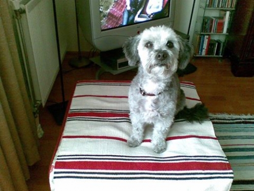 &Chi;ά&theta;&eta;&kappa;&epsilon; &Gamma;&kappa;&rho;&iota;&phi;ό&nu; &Kappa;&alpha;&nu;ί&sigmaf;, &sigma;&tau;&alpha; &Sigma;&pi;&eta;&lambda;&iota;&alpha; &Kappa;&rho;ή&tau;&eta;