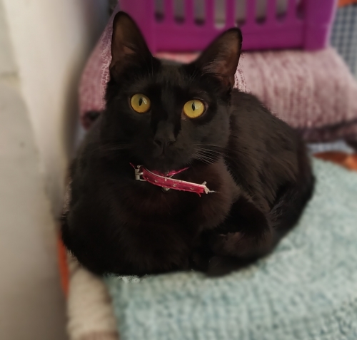 Μαύρο γατάκι χάθηκε