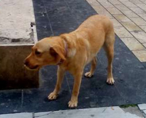 &Beta;&rho;έ&theta;&eta;&kappa;&epsilon; &Lambda;ά&mu;&pi;&rho;&alpha;&nu;&tau;&omicron;&rho;, &Theta;&epsilon;&sigma;/&nu;ί&kappa;&eta;