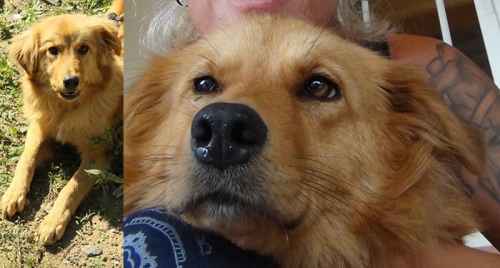 Χάθηκε θηλυκός σκύλος, Πύργος Ηλείας