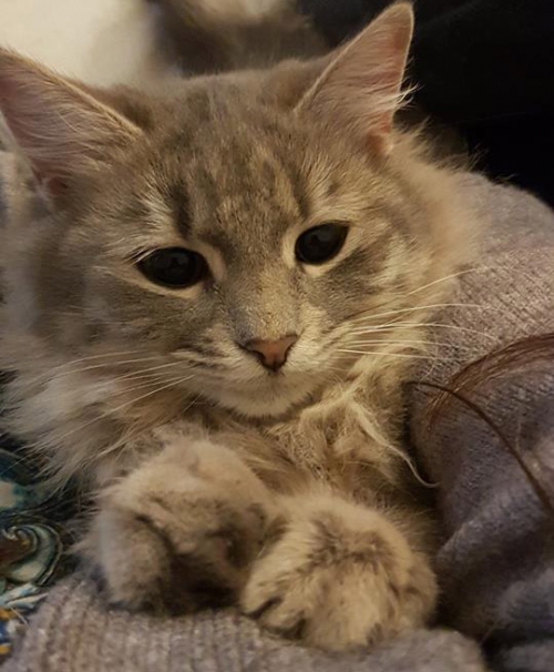 &Chi;ά&theta;&eta;&kappa;&epsilon; &gamma;ά&tau;&alpha;, &Kappa;ά&tau;&omega; &Kappa;&eta;&phi;&iota;&sigma;&iota;ά