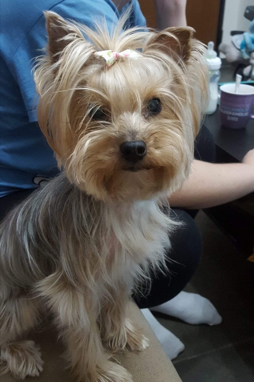 Χάθηκε Γιορκσάιρ στη Σαλαμίνα