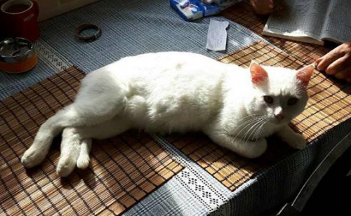 &Chi;ά&theta;&eta;&kappa;&epsilon; ά&sigma;&pi;&rho;&omicron;&sigmaf; &gamma;ά&tau;&omicron;&sigmaf;, &Alpha;&gamma;. &Theta;&epsilon;ό&delta;&omega;&rho;&omicron;&iota;