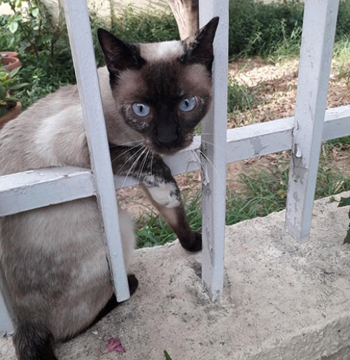 Βρέθηκε γάτα Σιάμ, Μαρούσι