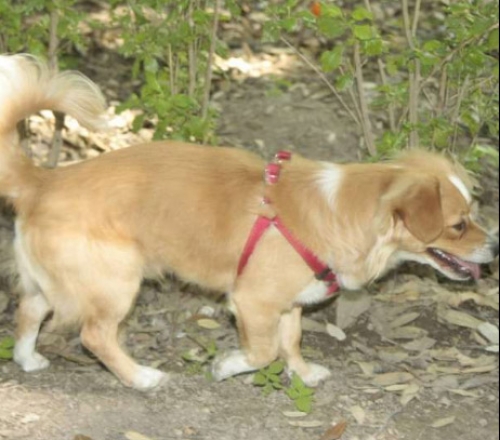 Χάθηκε καφέ σκύλος, Νίκαια