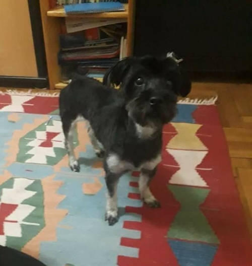 ΧΑΘΗΚΕ ΣΚΥΛΑΚΙ