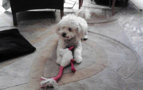 &Chi;ά&theta;&eta;&kappa;&epsilon; &lambda;&epsilon;&upsilon;&kappa;ό &Kappa;&alpha;&nu;ί&sigmaf;, &Kappa;&omicron;&rho;&upsilon;&delta;&alpha;&lambda;&lambda;ό&sigmaf;