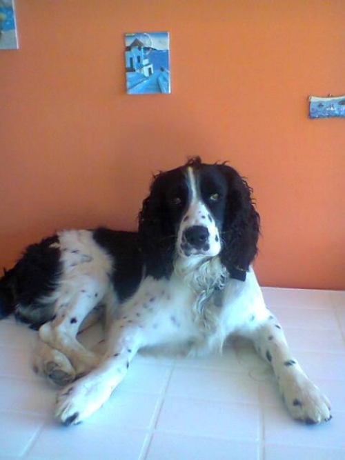 Χάθηκε άσπρο μαυρο Σπρινγκερ Σπανιελ