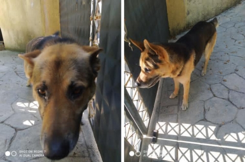 Βρέθηκε λυκόσκυλο, Κέρκυρα