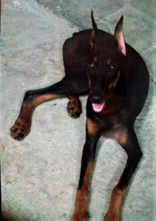 Χάθηκε θηλυκό Ντόμπερμαν, Χαϊδάρι