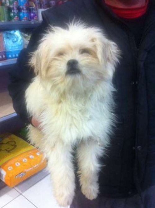 &Beta;&rho;έ&theta;&eta;&kappa;&epsilon; ά&sigma;&pi;&rho;&omicron; &mu;&alpha;&lambda;&lambda;&iota;&alpha;&rho;ό