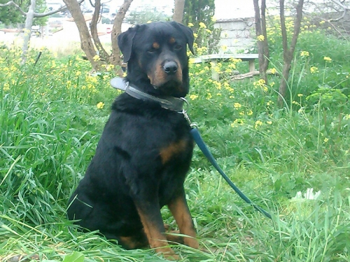 &Beta;&rho;έ&theta;&eta;&kappa;&epsilon; &Rho;&omicron;&tau;&beta;άϊ&lambda;&epsilon;&rho; &sigma;&tau;&omicron; &Mu;&epsilon;&nu;ί&delta;&iota;