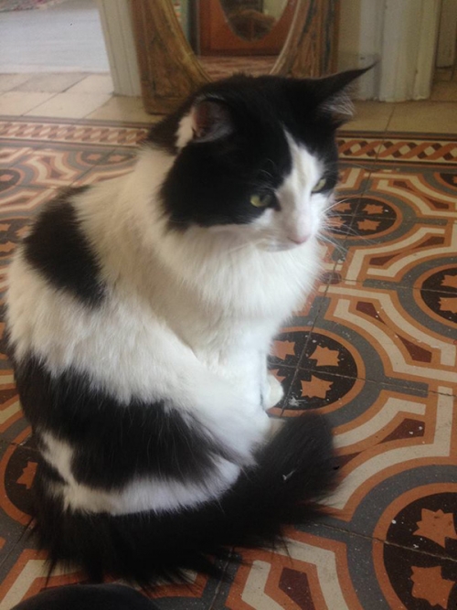 &Chi;ά&theta;&eta;&kappa;&epsilon; &alpha;&sigma;&pi;&rho;ό&mu;&alpha;&upsilon;&rho;&eta; &gamma;ά&tau;&alpha;, &Kappa;&eta;&phi;&iota;&sigma;&iota;ά