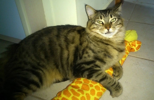 Χάθηκε τιγρέ γάτος, Καλλιθέα