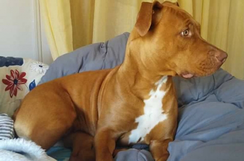 Κλάπηκε καφέ Πίτμπουλ, Κορωπί