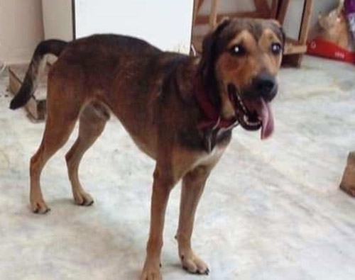 Χάθηκε καφέ σκύλος, Ν. Ηράκλειο