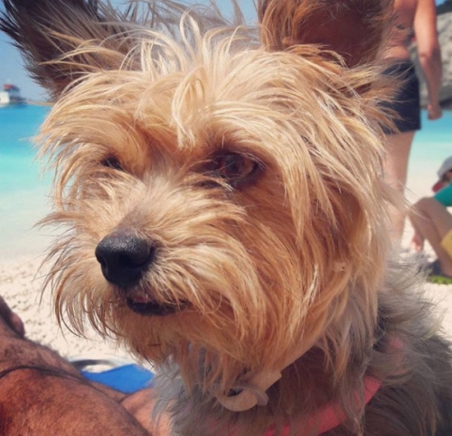 &Chi;ά&theta;&eta;&kappa;&epsilon; &mu;ί&nu;&iota; &Gamma;&iota;&omicron;&rho;&kappa;&sigma;ά&iota;&rho;, &Alpha;&iota;&gamma;ά&lambda;&epsilon;&omega;