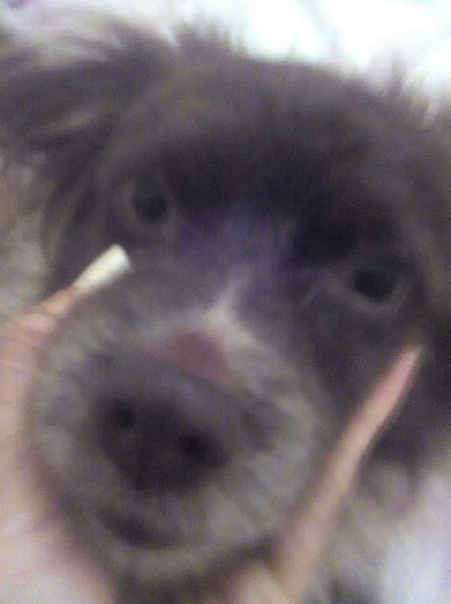 &Chi;ά&theta;&eta;&kappa;&epsilon; &Kappa;&omicron;&kappa;ό&nu;&iota;, &Beta;έ&rho;&omicron;&iota;&alpha;